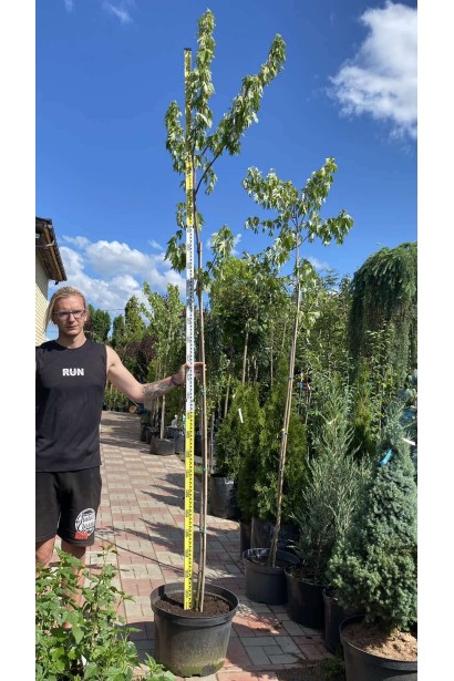 Клен сріблястий - 35л/вис.300-320см/Ø60-80см